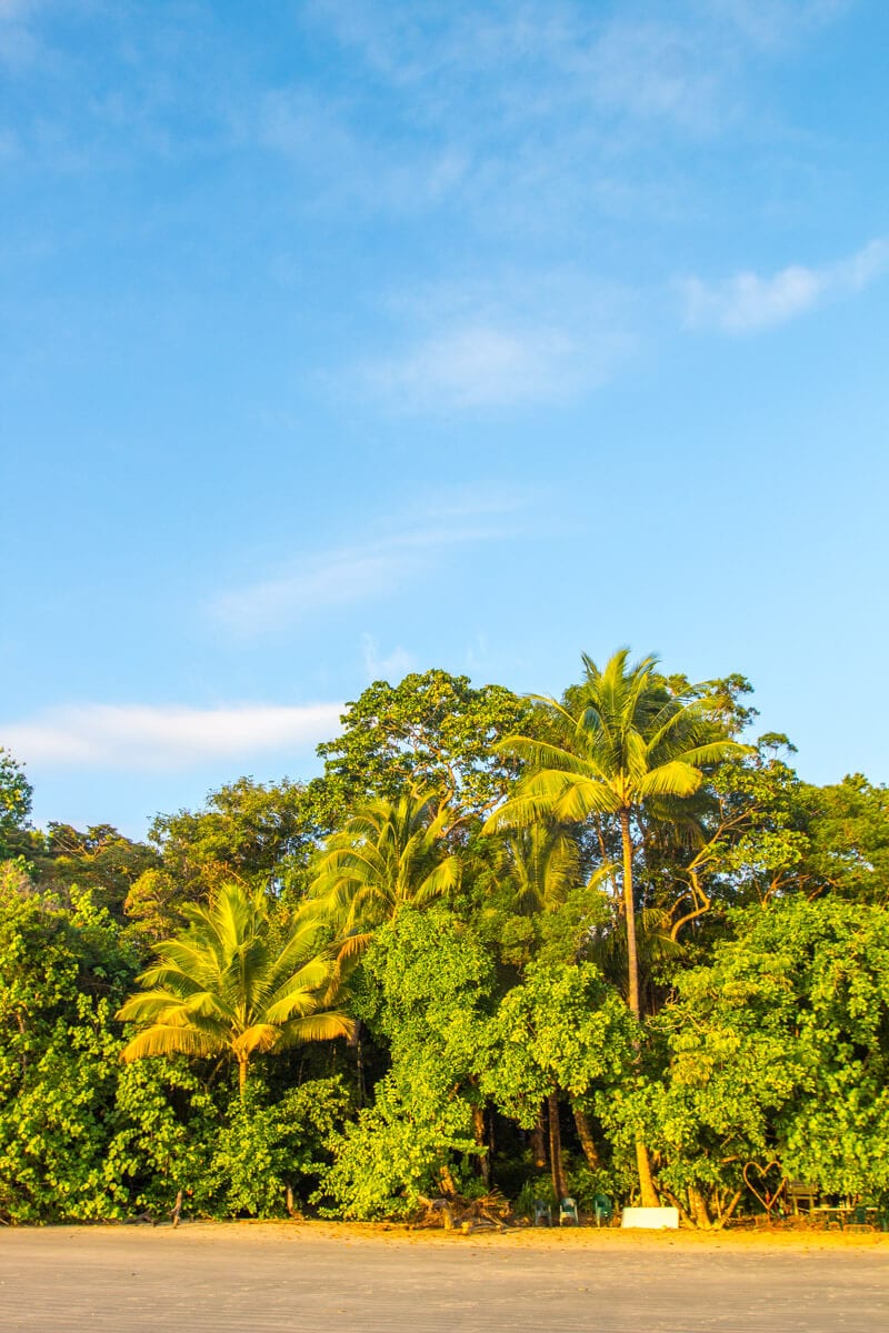 Morning light at Cape Tribulation Beach in the Daintree Rainforest of Queensland, Australia