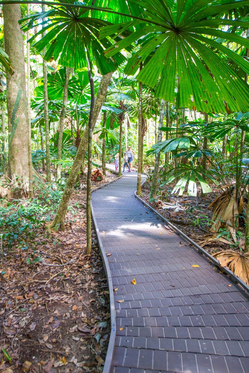 board walk in a forest