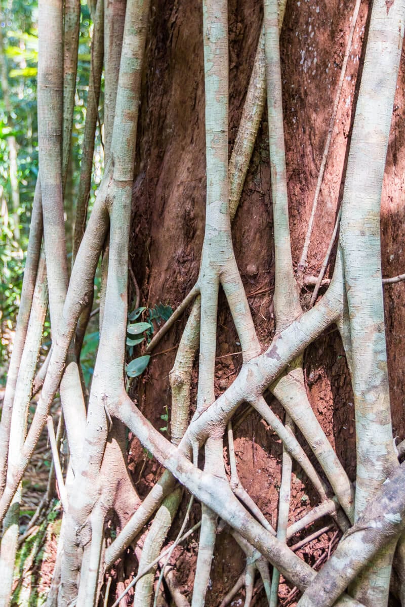 close up of a tree