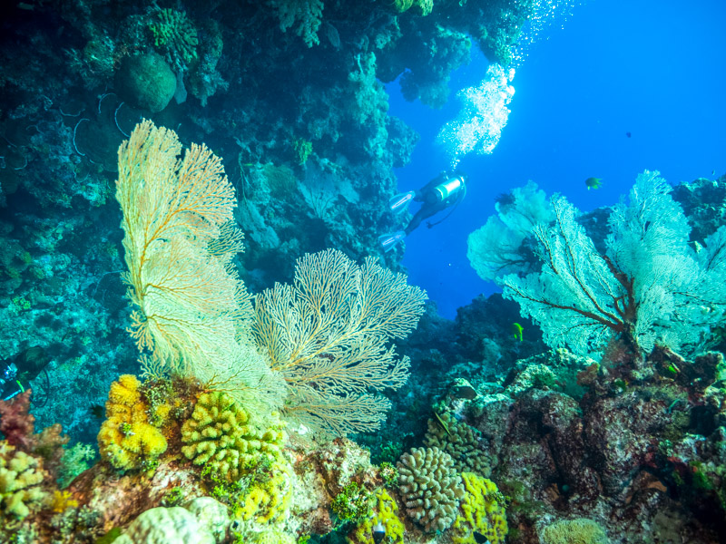 A diver exploring Ribbon Reef, while on a Spirit of Freedom liveaboard experience