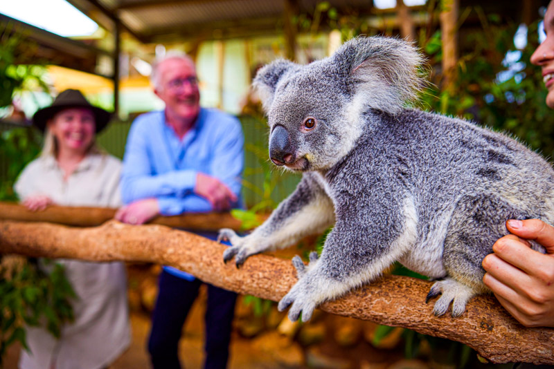 Couple looking at a koala while at Rainforestation, part of a Tropic Wings day tour