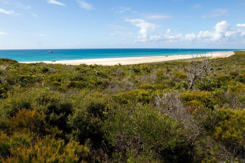 bushes and trees next to the beach