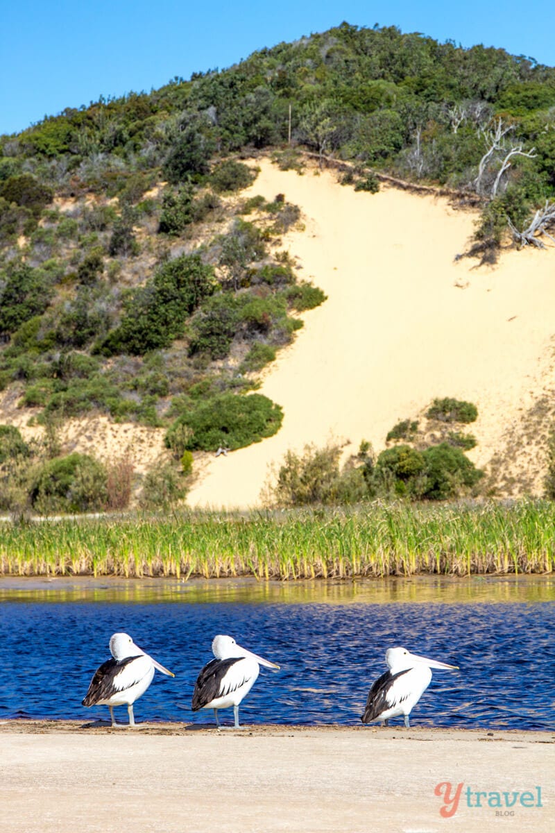 birds on the beach