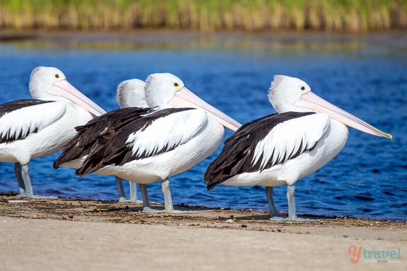 pelicans on the sand