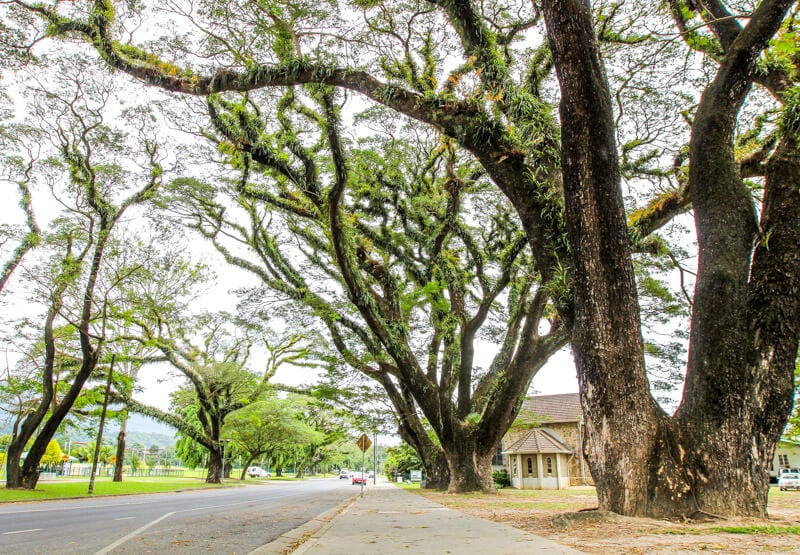 Beautiful trees in the town of Mossman, Queensland, Australia