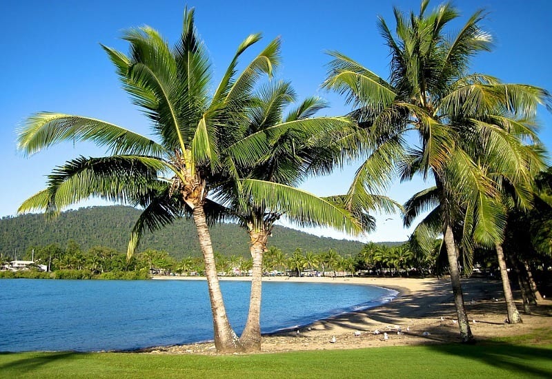 palm trees on Airlie Beach