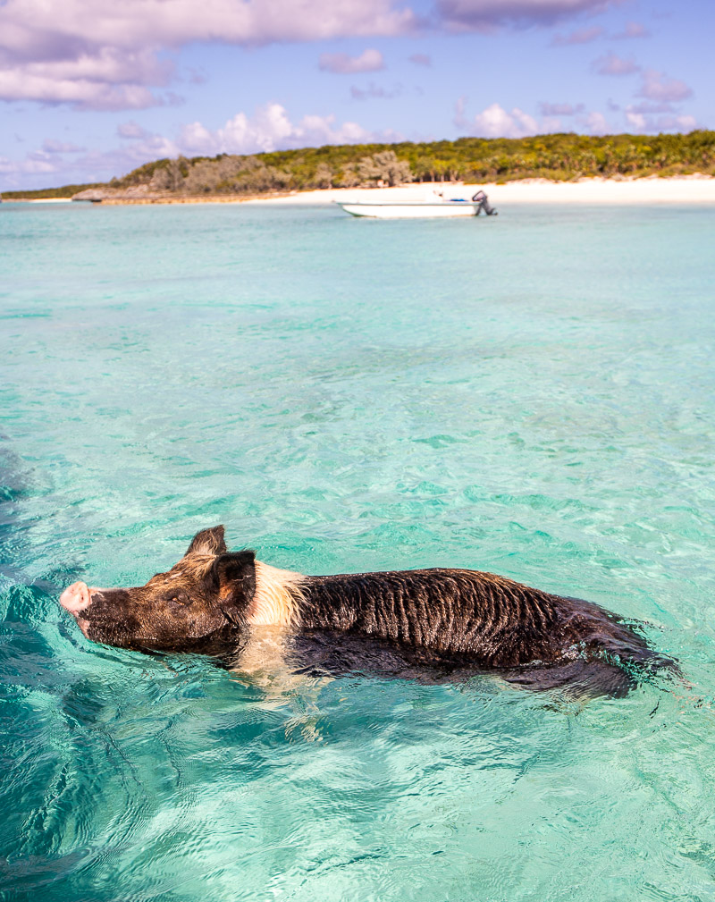 Pig swimming at the beach