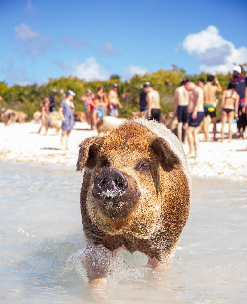 Pig at the beach