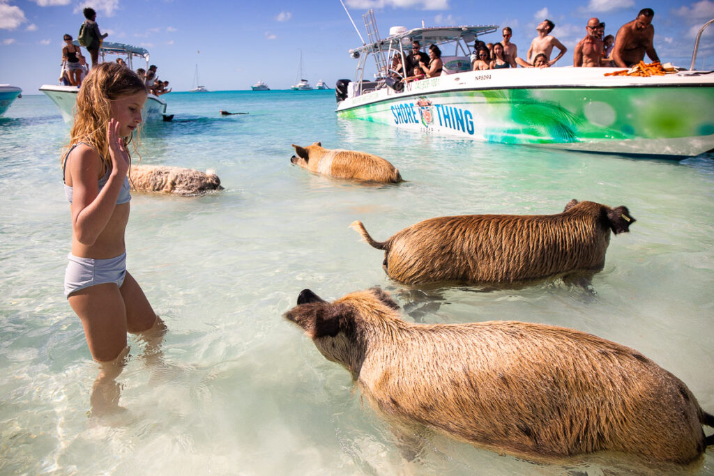 Pig swimming at the beach