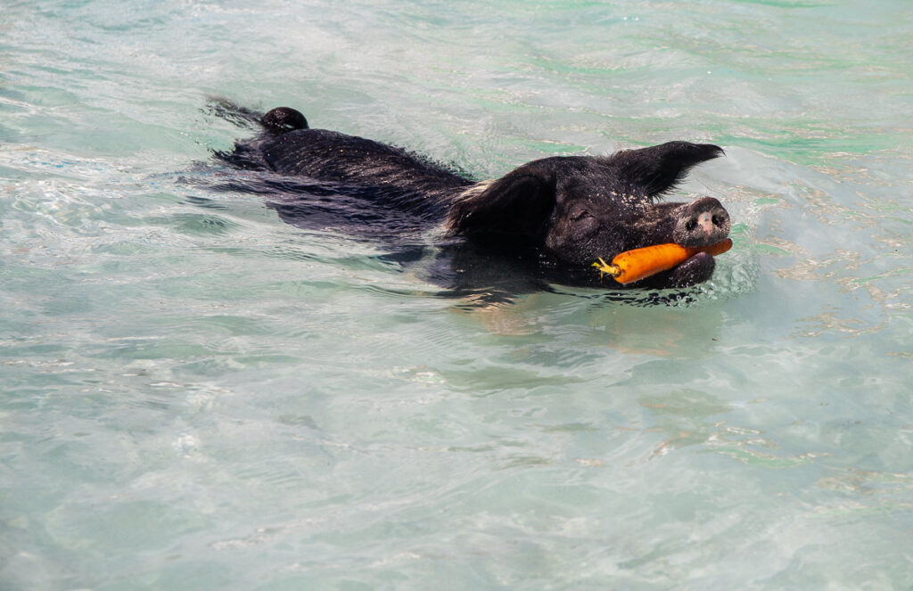 Pig swimming at the beach