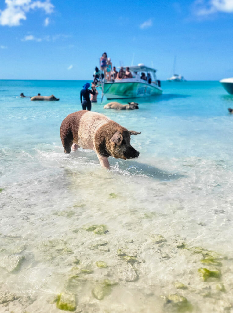 Pig swimming at the beach