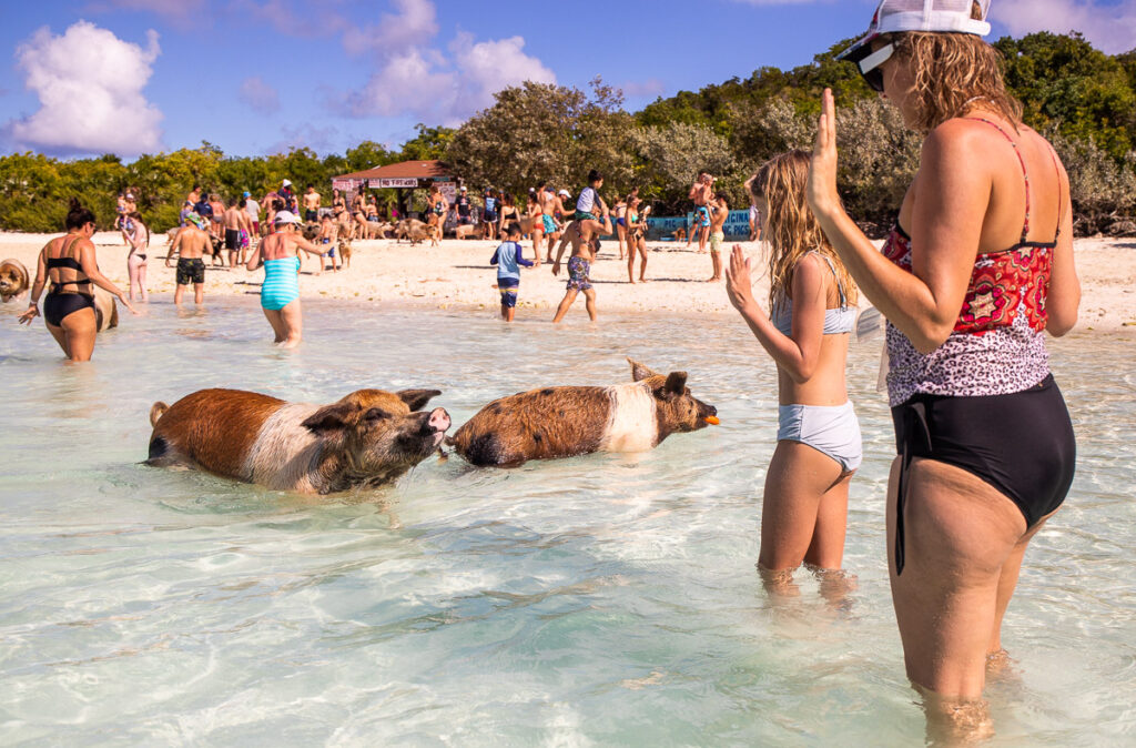 Pig swimming at the beach