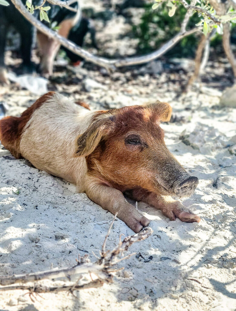 Pig laying in the sand at a beach