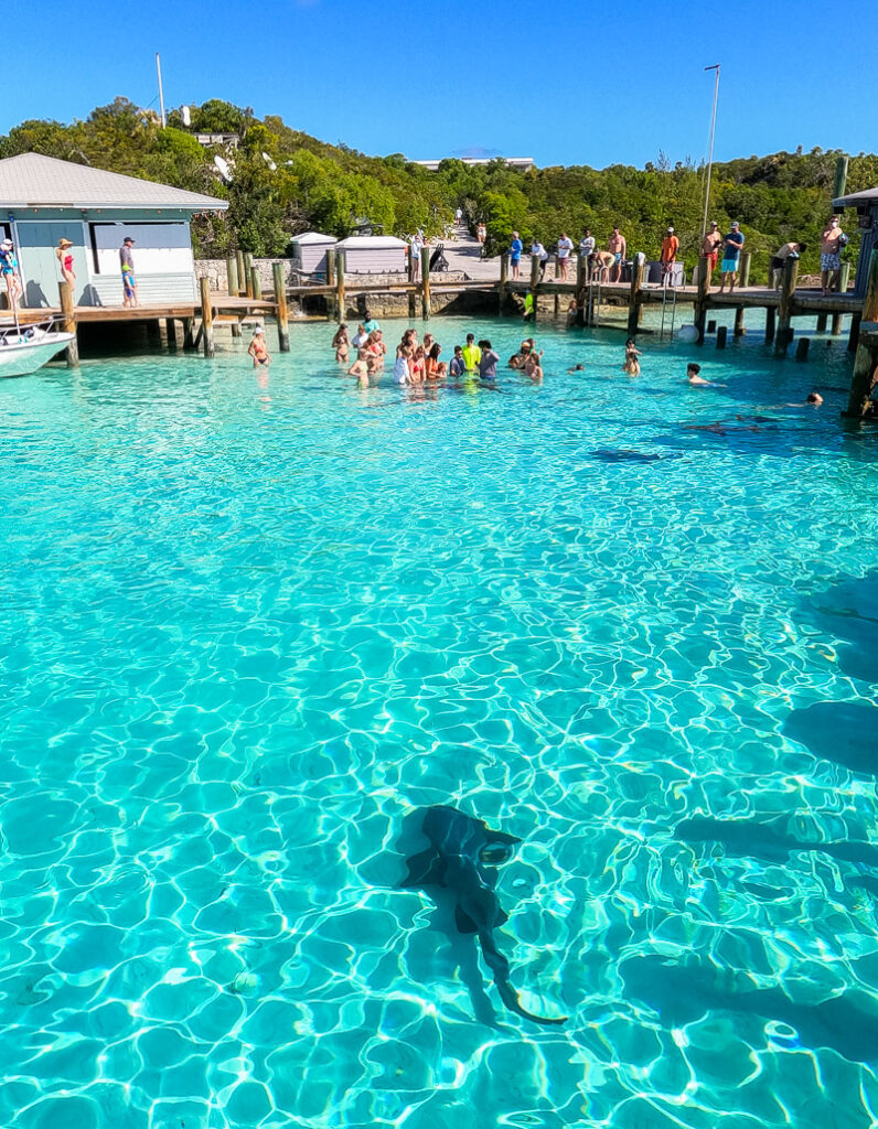 People standing in waist deep blue water with baby sharks swimming