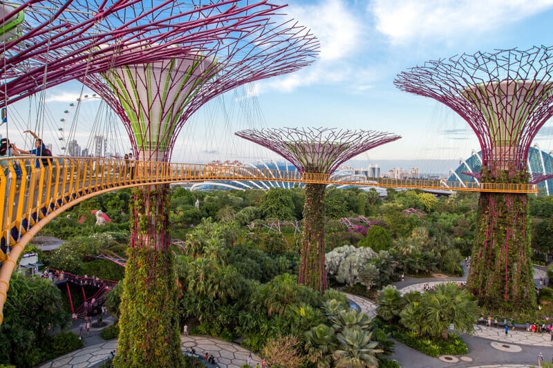 elevated walkway between super grove trees