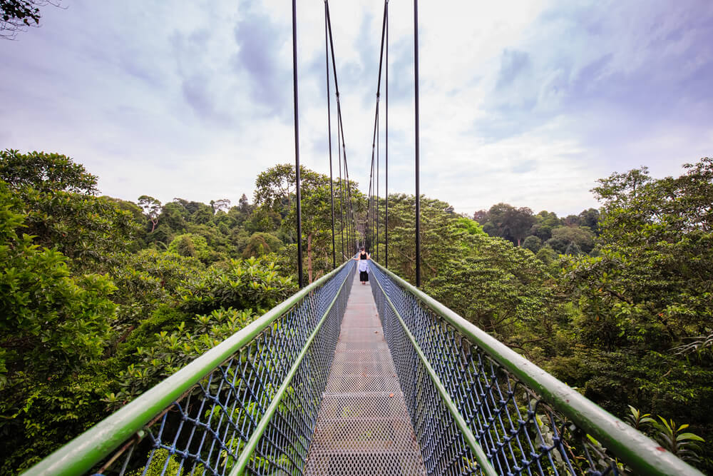 treetop boardwalk