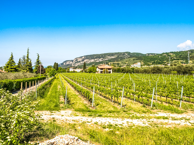 vine growing close to lake garda