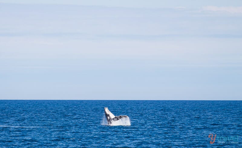 Whale breawching out of ocean