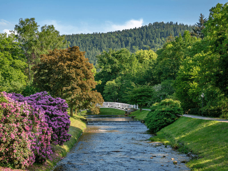 A garden with a river