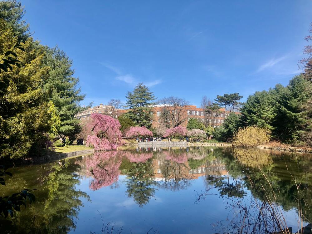 pink trees blooming on edge of pond at NYC botanic gardens