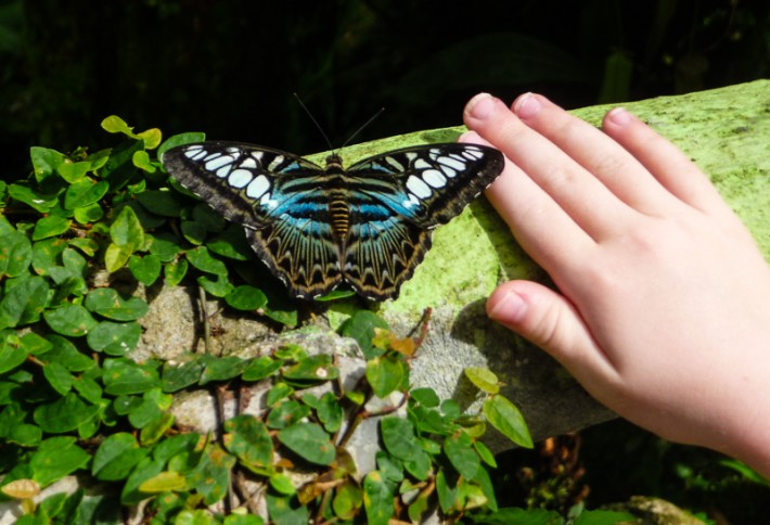 hand near a Butterfly on log