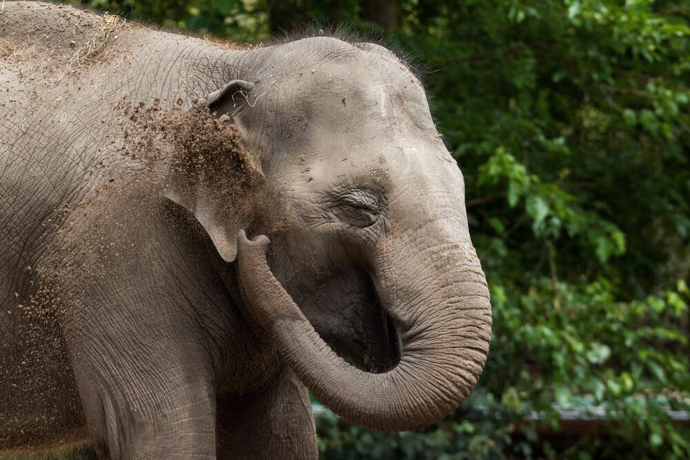 an elephant