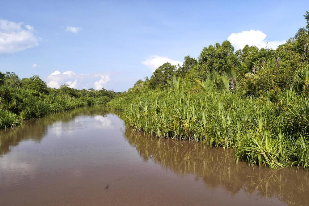 reeds on either side of the Sekonyer River