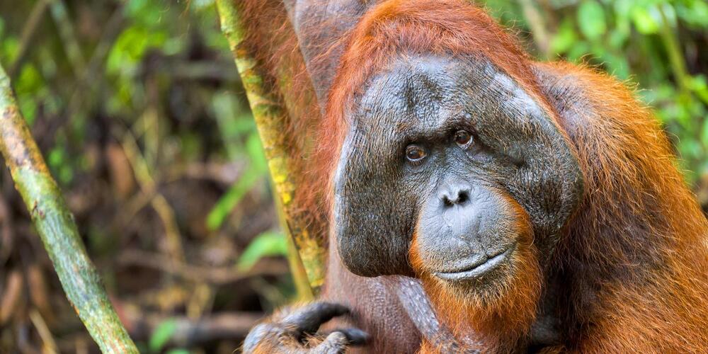 face of orangutan