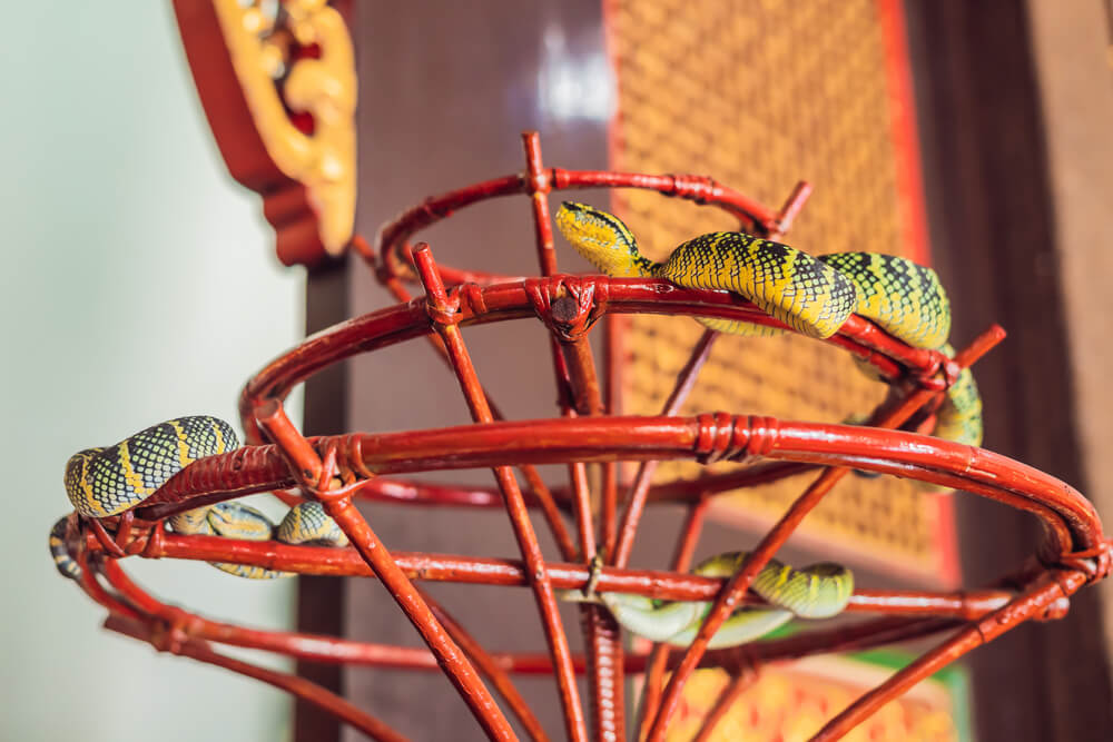 snakes on wooden structure