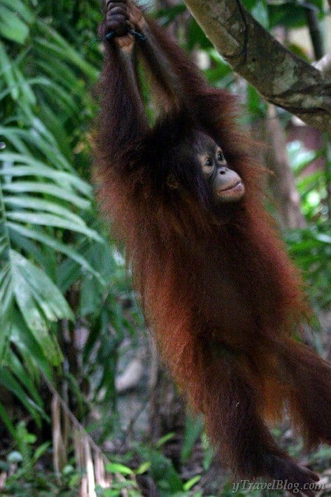 baby orangutan swinging