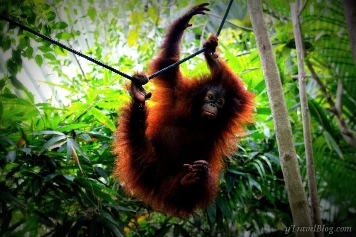 an oreangutan hanging from a rope