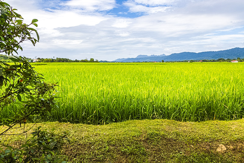 Green lush paddy field