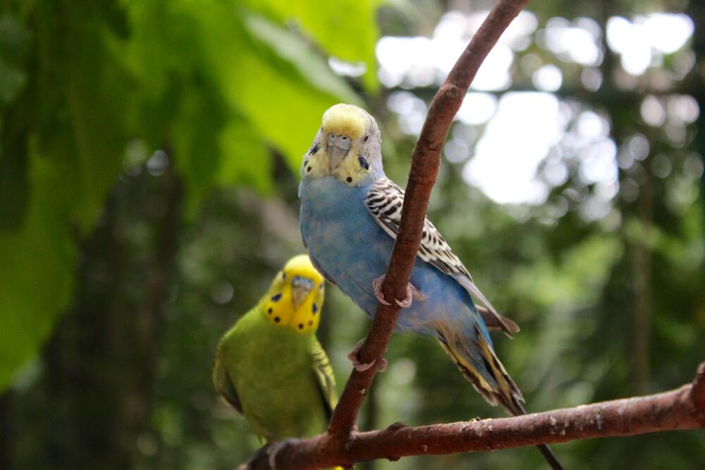 budgies on tree branch