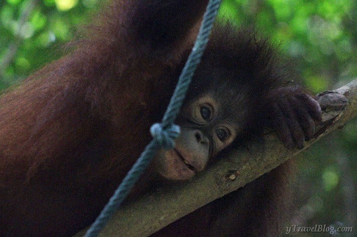 baby orangutan Borneo
