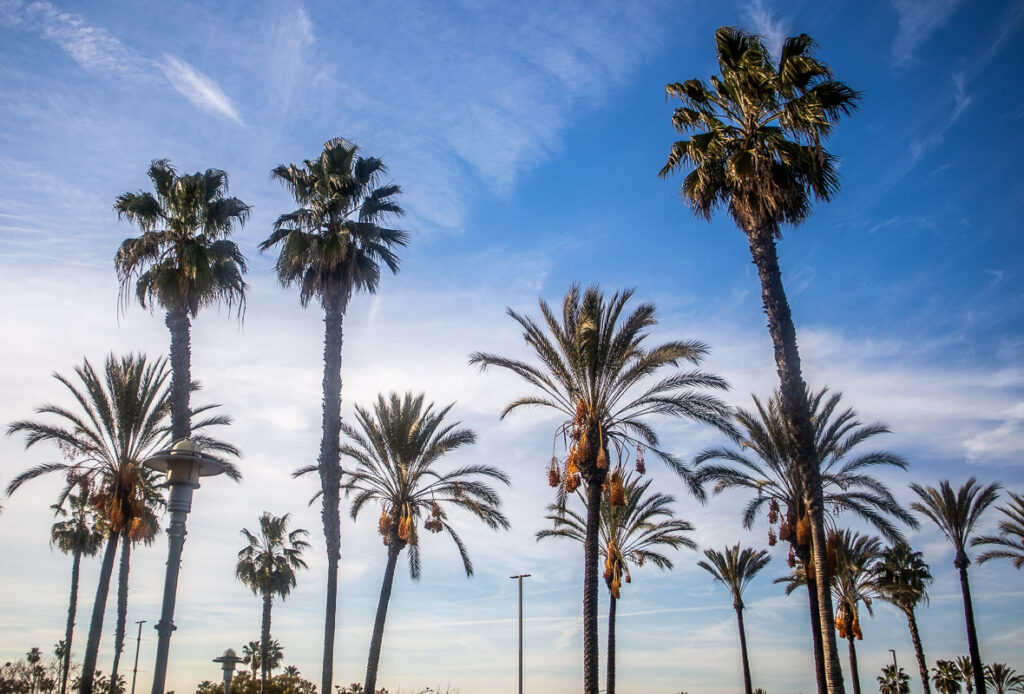 Palm trees with a blue sky background