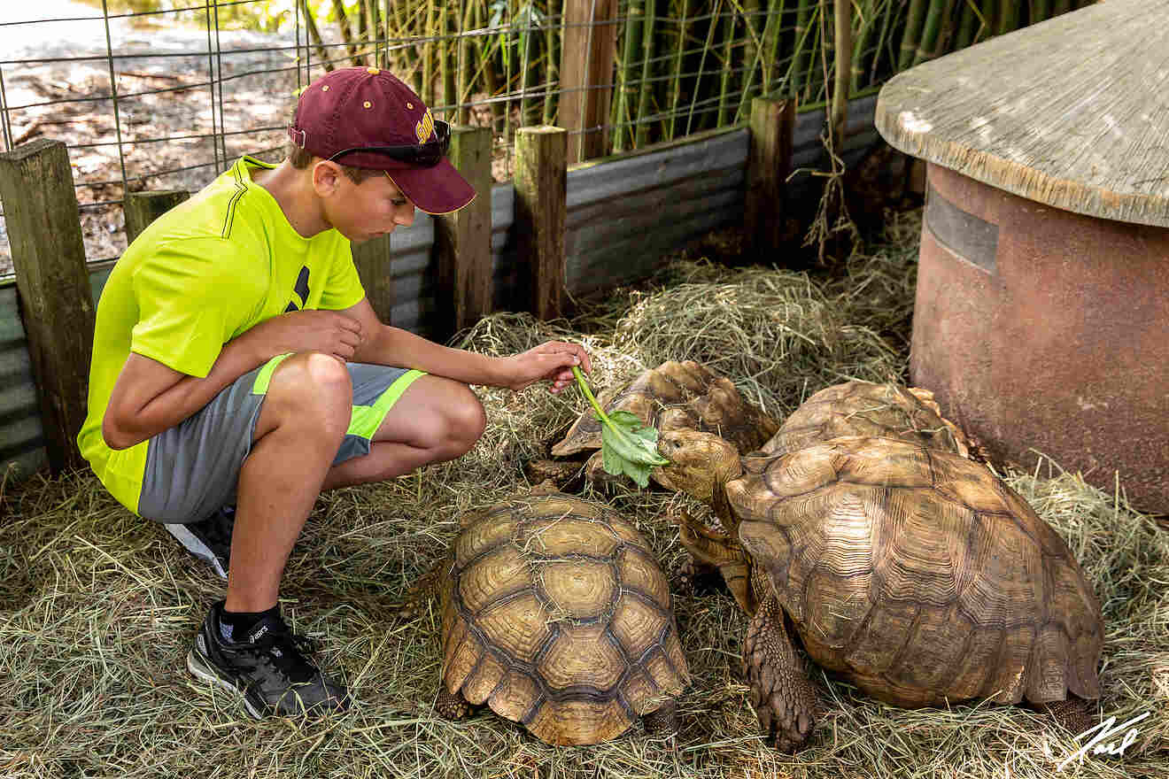 15 Croc Encounters Reptile Park Tampa with familu