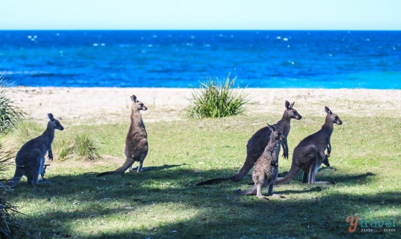 Kangaroos on Depot Beach, Australia