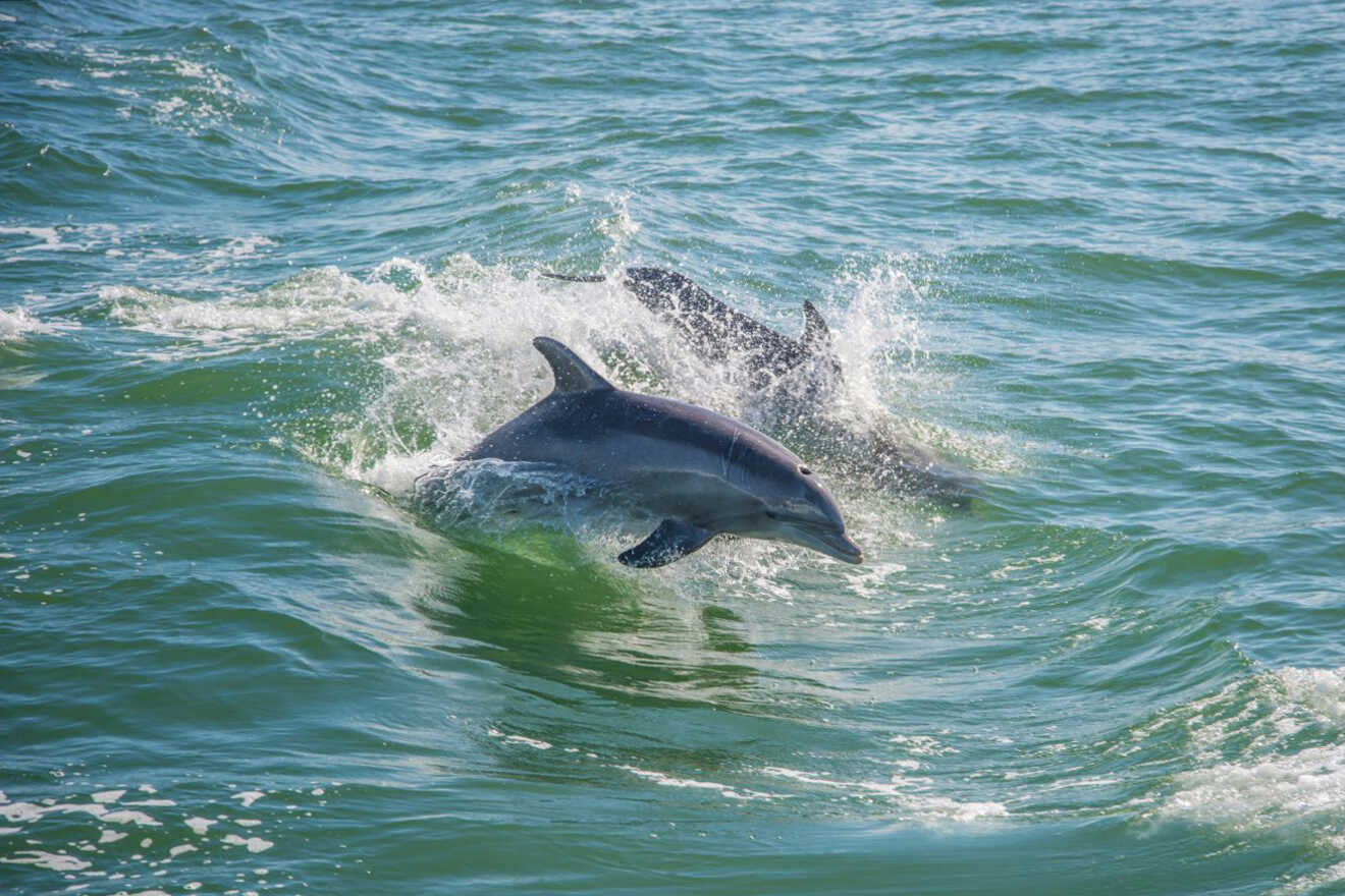 dolphins swimming