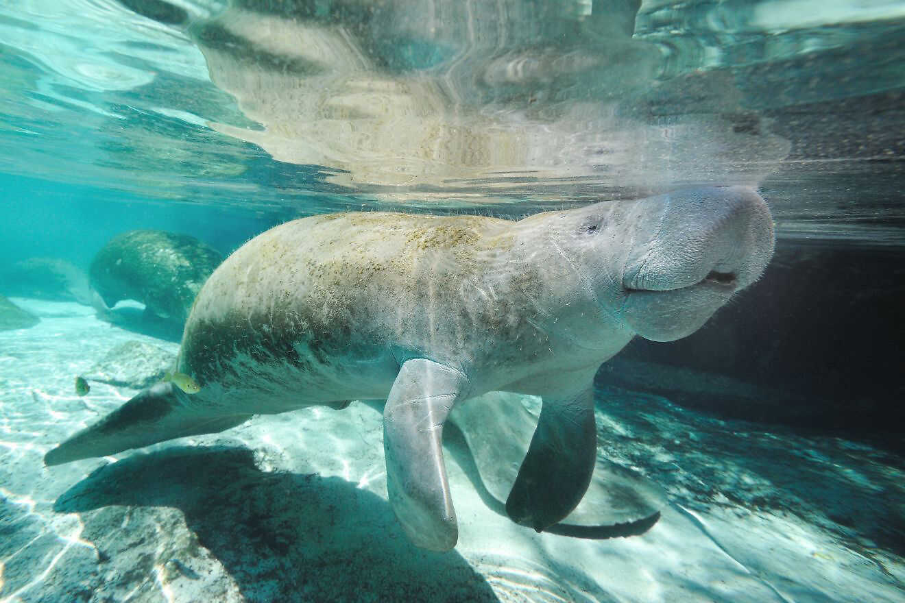 7 Electric Manatee Viewing Center