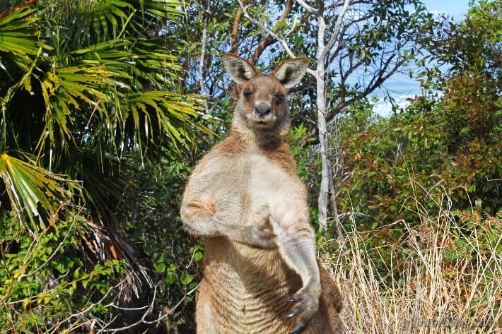 big red kangaroo