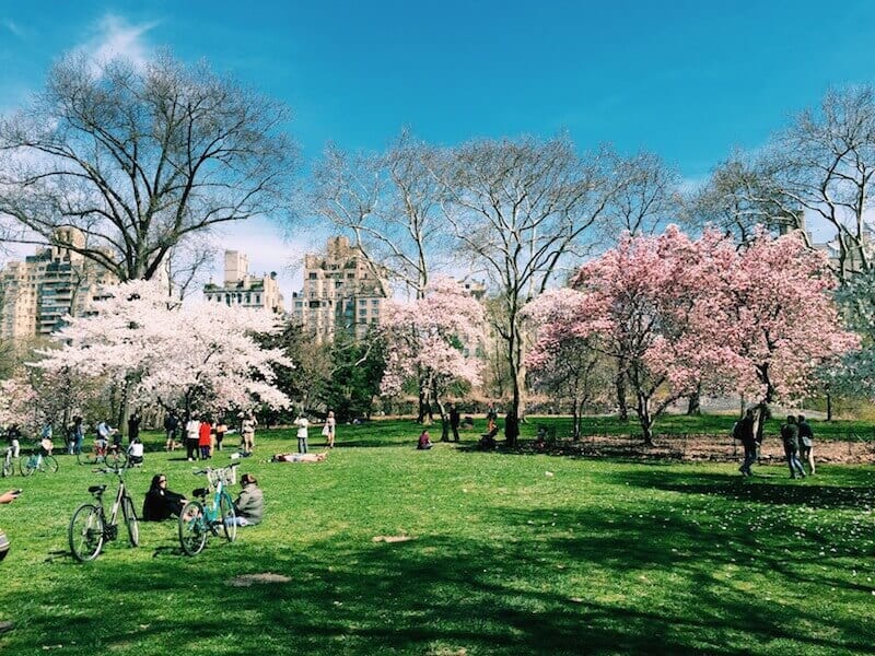 cherry trees in central park