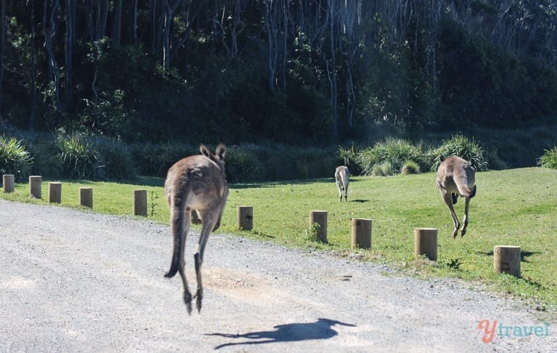 Kangaroos jumping at Depot Beach, Australia