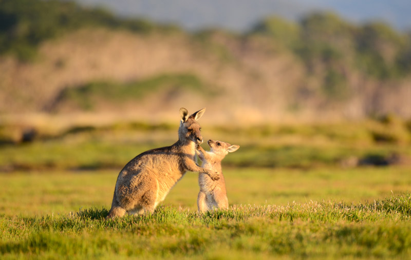 Forester Kangaroo with Joey, Narawntapu National Park, Tasmania