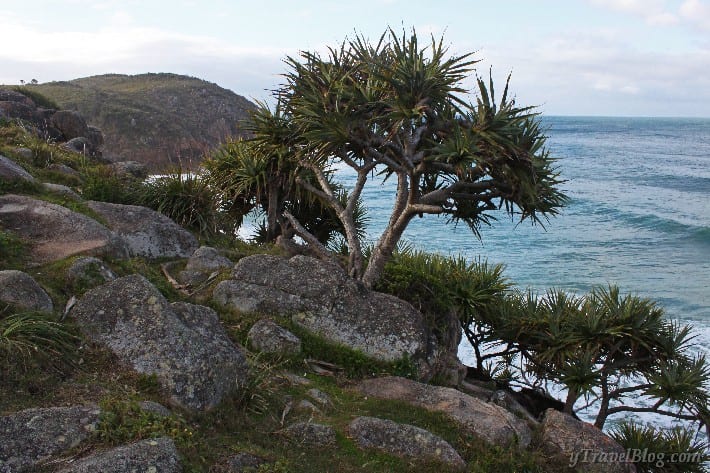 tree on edge of cliff