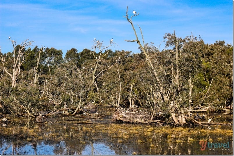 trees growing out of weltands