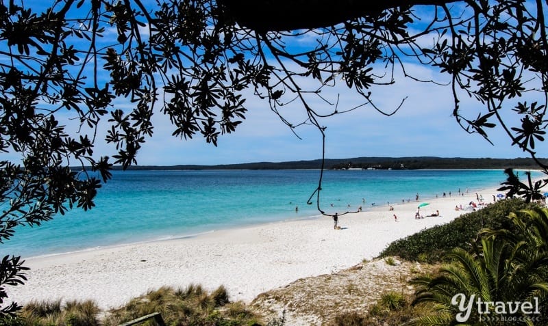 A beach framed by trees