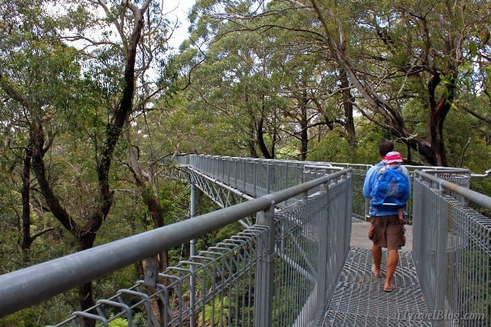 people walking on Illawarra Fly Kiama