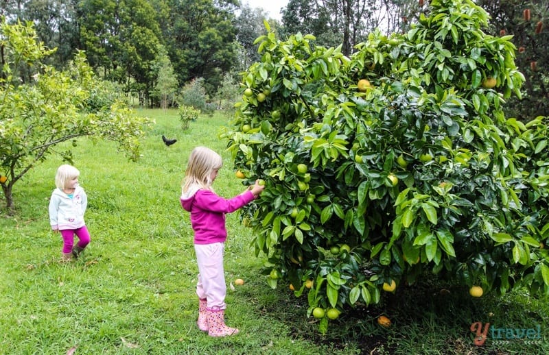 grls picking lemons off tree