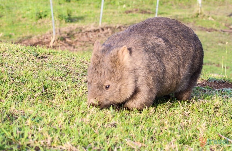 Wombat in Kangaroo Valley