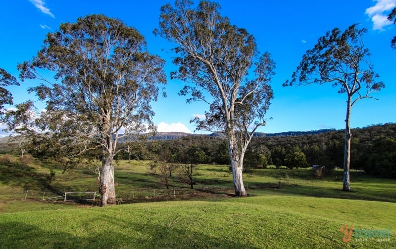 gum trees in a line in kangaroo valley